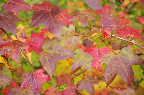 Colorful autumn leaves in shades of red, orange, and yellow, creating a vibrant natural backdrop.