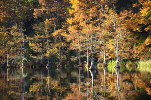 Autumn trees with vibrant orange leaves reflected in a calm lake, surrounded by lush greenery.