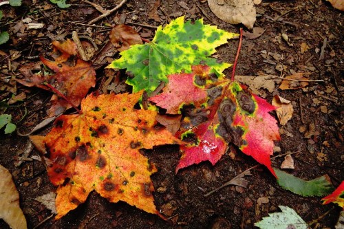 Colorful autumn leaves in various shades of red, orange, yellow, and green scattered on the ground.
