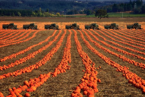 A field of pumpkins arranged in rows, with harvesters lined up in the background against a scenic landscape.