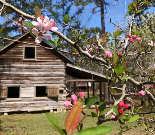 A rustic wooden cabin surrounded by blooming flowers and greenery under a clear blue sky.