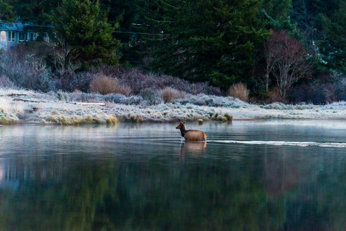 A deer wades through a calm, reflective body of water surrounded by frosty vegetation and trees.