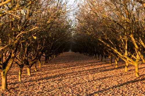 A serene orchard with bare trees lining a path covered in fallen leaves, illuminated by warm sunlight.