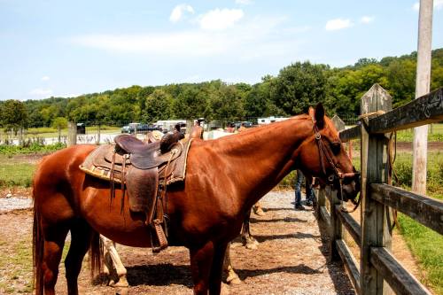 A brown horse with a saddle stands near a wooden fence, surrounded by a rural landscape and other horses in the background.