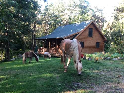 A wooden cabin surrounded by trees, with two horses grazing in the grassy yard.