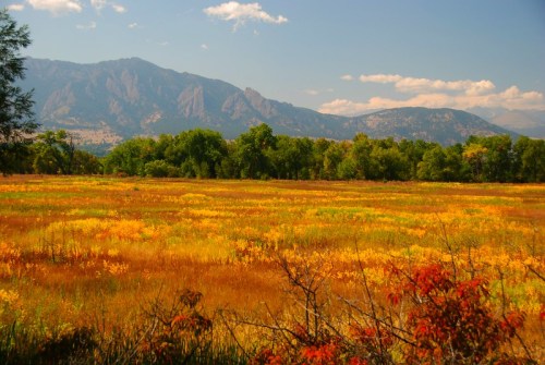 A vibrant landscape featuring a golden field with mountains in the background under a clear blue sky.
