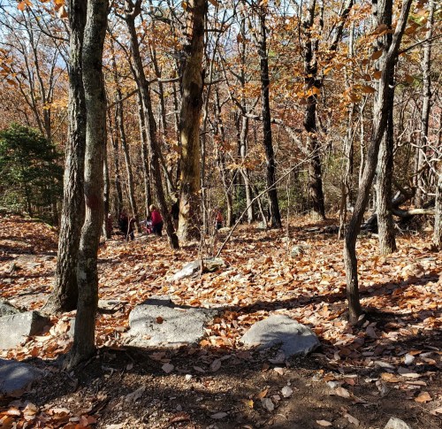 A wooded trail in autumn, with fallen leaves and hikers in the background among the trees.
