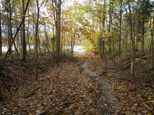 A winding path through a forest with autumn leaves and trees, leading to a bright area in the distance.