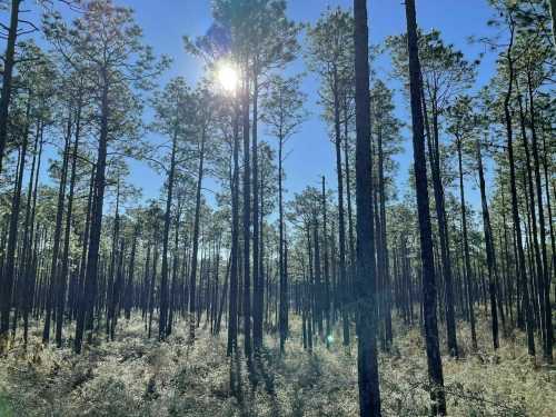 Sunlight filters through tall pine trees in a serene forest, casting a warm glow on the underbrush.