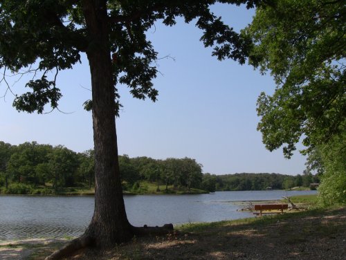 A serene lakeside view with a large tree, green foliage, and a wooden bench along the water's edge.