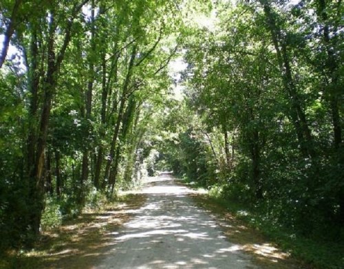 A serene dirt path surrounded by lush green trees, creating a peaceful, shaded walkway.