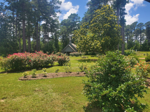 A lush garden with colorful flowers, green grass, and tall trees under a bright blue sky.