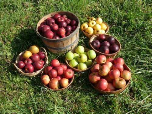 Baskets of various apples in red, green, and yellow, arranged on green grass.