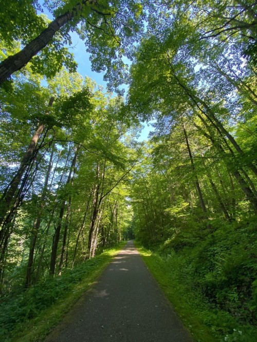 A serene pathway lined with tall green trees under a clear blue sky.