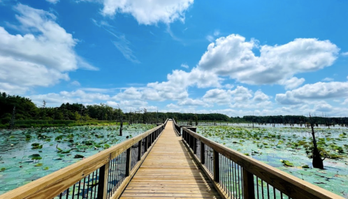 A wooden boardwalk stretches over a serene lake filled with lily pads, under a bright blue sky with fluffy clouds.