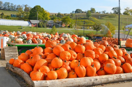 A large pile of bright orange pumpkins at a farm, with green hills and other pumpkins in the background.