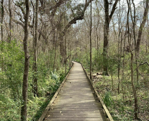 A wooden boardwalk winding through a lush, green forest with bare trees and a cloudy sky.