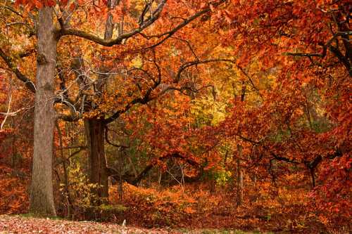 Vibrant autumn forest with trees displaying bright orange and yellow leaves, creating a warm, colorful landscape.