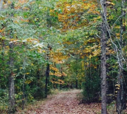 A serene forest path lined with trees displaying vibrant autumn foliage.