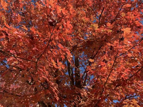 Vibrant red and orange leaves on a tree against a clear blue sky, showcasing autumn colors.