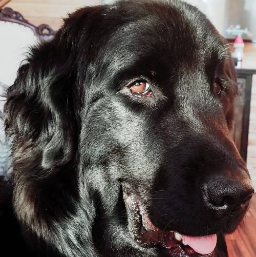 Close-up of a black dog with a shiny coat and expressive brown eyes, looking content and relaxed.