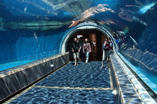 Visitors walk through an underwater tunnel surrounded by blue water and marine life.