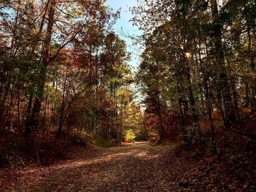 A serene forest path lined with trees in autumn colors, surrounded by fallen leaves and dappled sunlight.