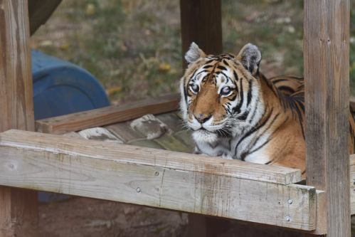 A tiger resting under a wooden structure, looking curiously at the camera with its striking orange and black stripes.