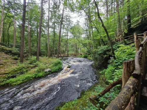 A serene forest scene with a flowing river, surrounded by lush green trees and a wooden railing along the bank.
