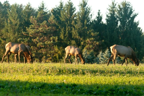 A group of elk grazing on a grassy field with trees in the background during golden hour.