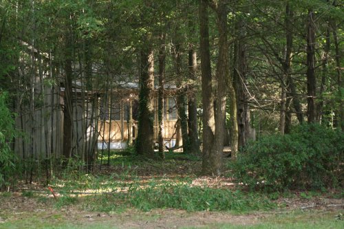 A secluded area with trees and shrubs surrounding a partially visible building in a forested setting.