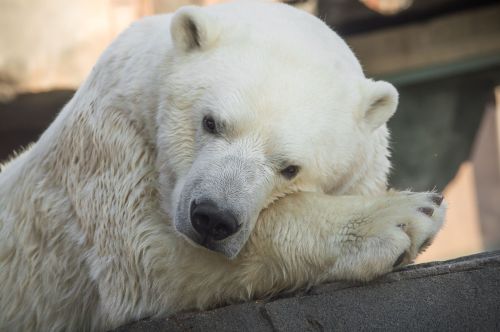 A close-up of a polar bear resting its head on its paw, with a soft focus on its white fur and gentle expression.