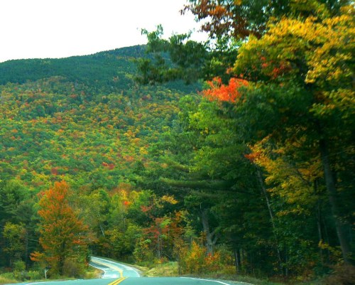 Winding road through vibrant autumn foliage with colorful trees and mountains in the background.