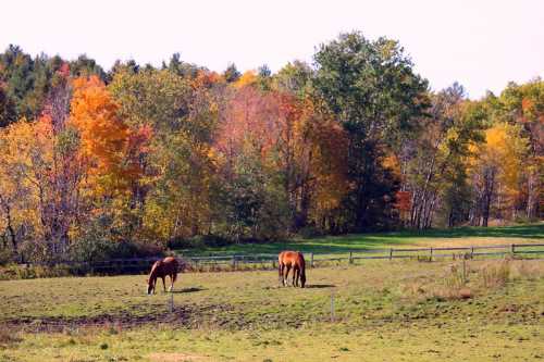 Two horses graze in a grassy field surrounded by vibrant autumn trees.