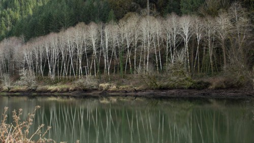 A serene river scene with bare trees reflecting on calm water, surrounded by lush green hills.