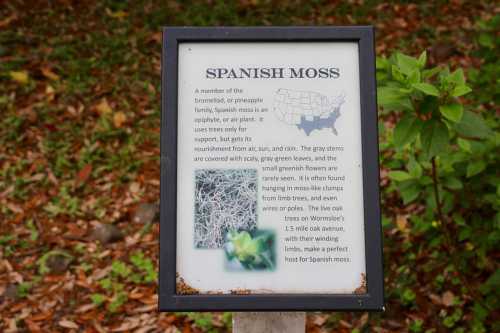 Sign about Spanish moss, detailing its growth, habitat, and relationship with trees in a natural setting.