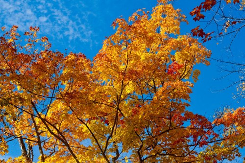 Vibrant autumn leaves in shades of yellow and orange against a clear blue sky.