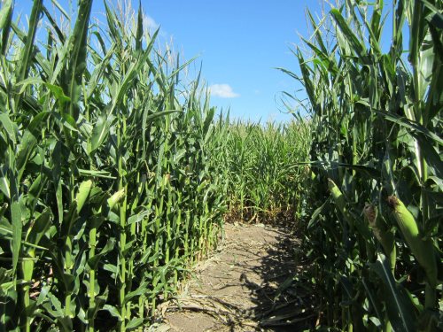 A narrow path through tall corn plants under a clear blue sky.