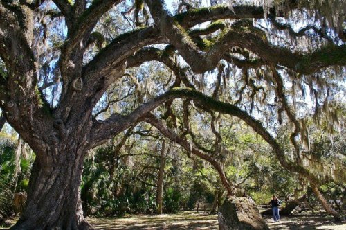 A large, sprawling tree with moss-covered branches in a lush, green landscape.