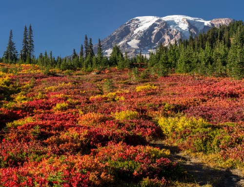 Vibrant autumn foliage in red and yellow with a snow-capped mountain in the background under a clear blue sky.