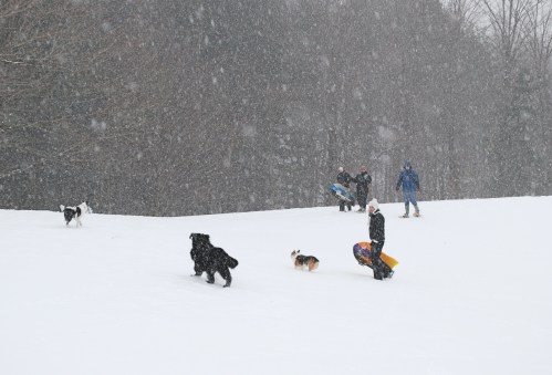 People and dogs play in the snow, with some sledding and others running in a snowy landscape.
