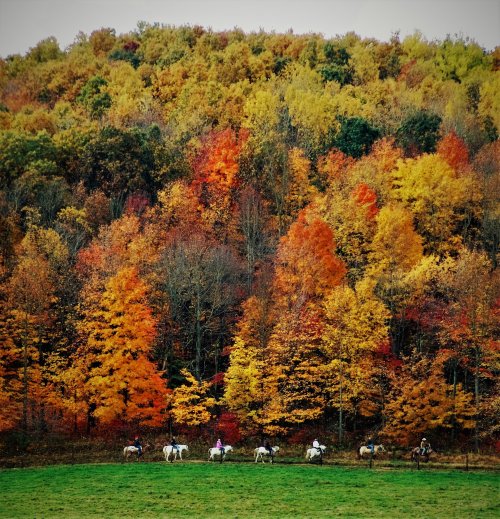 A group of horseback riders traverses a vibrant autumn landscape with colorful trees in the background.