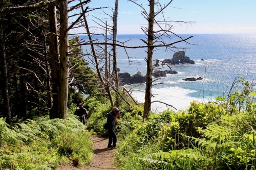A scenic coastal trail with hikers surrounded by trees and lush greenery, overlooking the ocean and rocky shoreline.