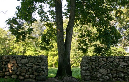 A large tree stands between two stone walls, surrounded by lush green foliage and sunlight filtering through the leaves.
