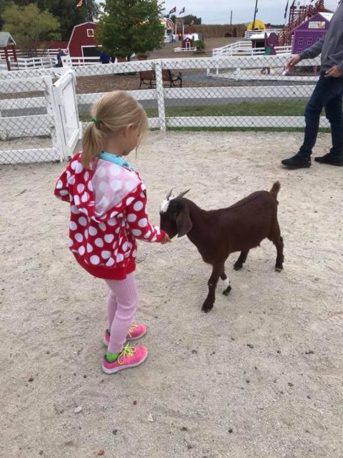 A young girl in a polka dot jacket feeds a brown goat at a petting zoo.