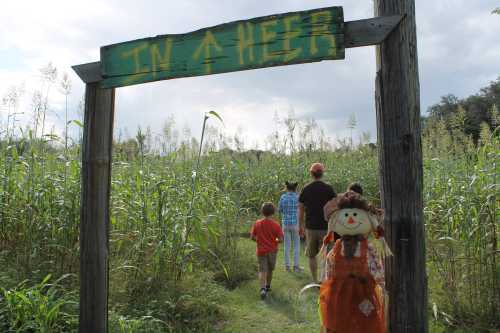 A group of people walking through a cornfield entrance marked "IN A HEER," with a scarecrow in the foreground.