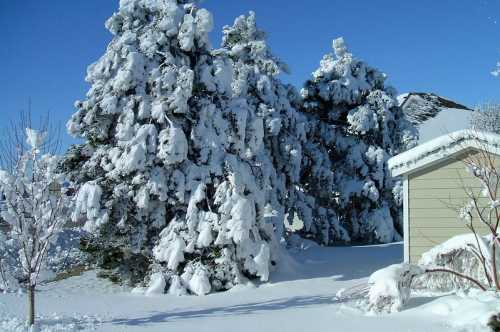 Snow-covered trees and a house under a clear blue sky, creating a serene winter landscape.