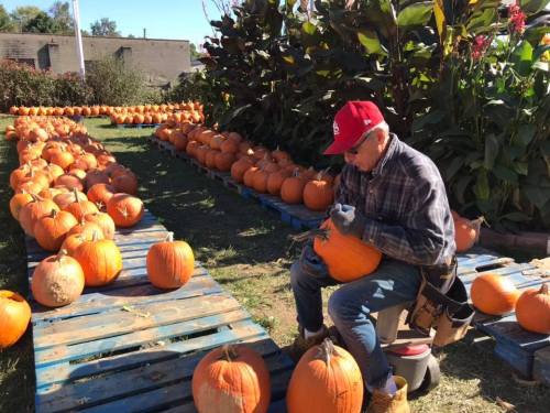 A man in a red cap sits on a stool, carving a pumpkin among rows of pumpkins on wooden pallets in a sunny field.