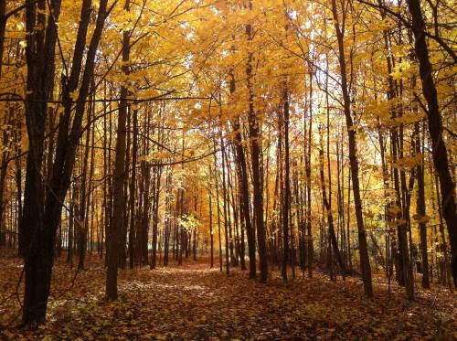A serene forest path surrounded by tall trees with vibrant yellow and orange autumn leaves.