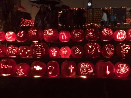 A display of intricately carved pumpkins glowing in the dark, featuring various designs and characters.
